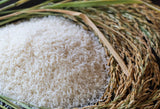 Rice Premium Grade / First Class Soft Rice / Bigas (5 Kilos)