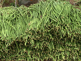 String Beans / Sitaw (1/2 kg)