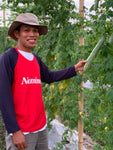 Ampalaya (900g - 1kg)