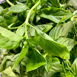 Basil / Sweet Basil (1/4 kilo)