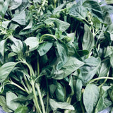 Basil / Sweet Basil (1/4 kilo)