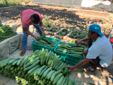 Ampalaya (900g - 1kg)