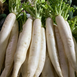 Radish / Labanos