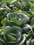 Cabbage / Repolyo  (900g - 1kg)