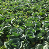 Cabbage / Repolyo  (900g - 1kg)