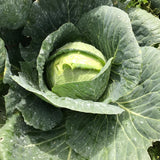 Cabbage / Repolyo  (900g - 1kg)