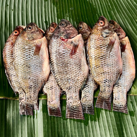 Tilapia Cleaned Sinigang / Prito Whole (450-500g)