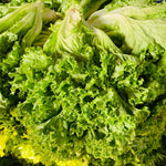 Lettuce Green Ice (1/2 Kg)