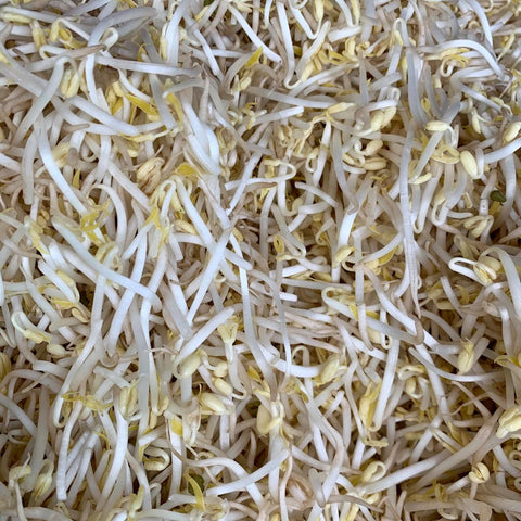 Mung Bean Sprout / Togue (1 Kilo)