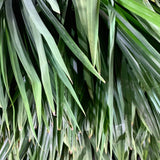 Pandan Leaves (per bundle)