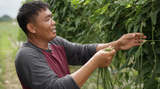 String Beans / Sitaw (1/2 kg)
