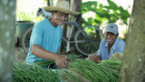 String Beans / Sitaw (1/2 kg)