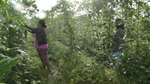 String Beans / Sitaw (1/2 kg)