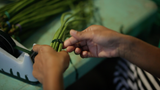 String Beans / Sitaw (1/2 kg)