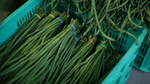 String Beans / Sitaw (1/2 kg)