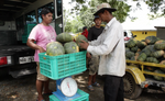 Kalabasa (3 - 3.5 Kilos/per pcs.)