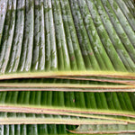 Banana Leaf