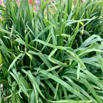 Chives / Kutsay (1/4 Kilo)