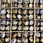 Egg / Quail Egg (100 pcs. / Per Box)