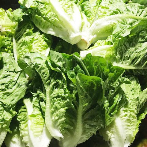 Lettuce Romaine (900g - 1.1 Kilo)