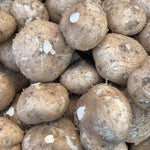 Turnip / Singkamas (900g - 1.1 Kilos)