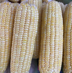 Corn Yellow / Sweet Corn (900g - 1.1 Kilo)