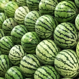 Water Melon (Large 6 Kilos)